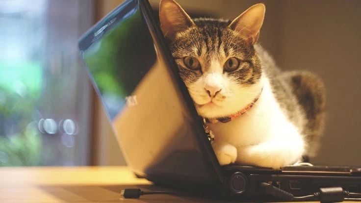 Независимые и своенравные: 6 способов, как коты мстят хозяевам за обиды